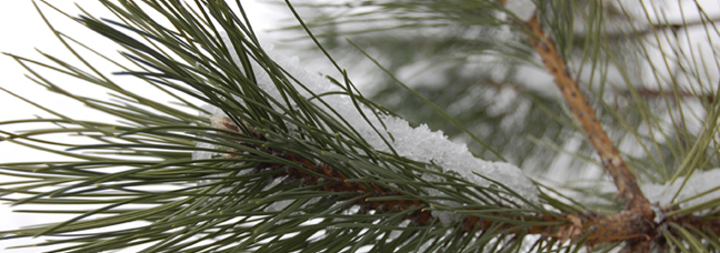 a snow-covered pine branch